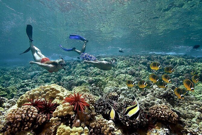 Turtles & Tacos Luxury Catamaran Snorkel - Final Thoughts