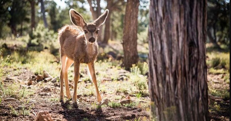 Tusayan: Grand Canyon National Park Off Road Journey - Practical Details and Tips