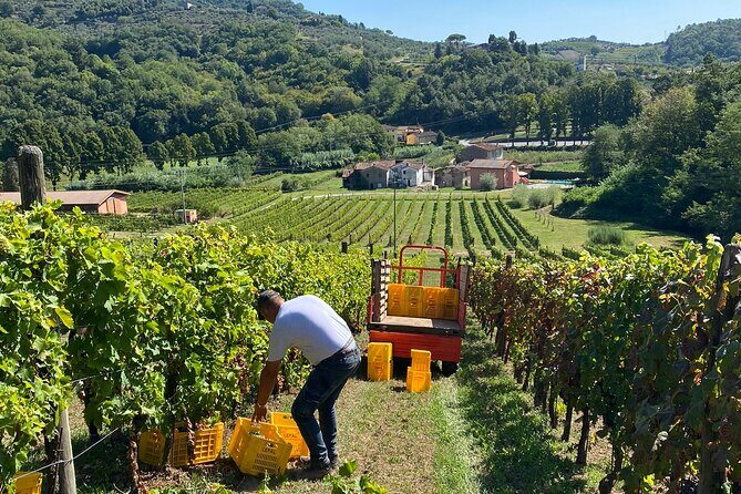 Tuscan Wine Tour in Lucca by van - FAQs