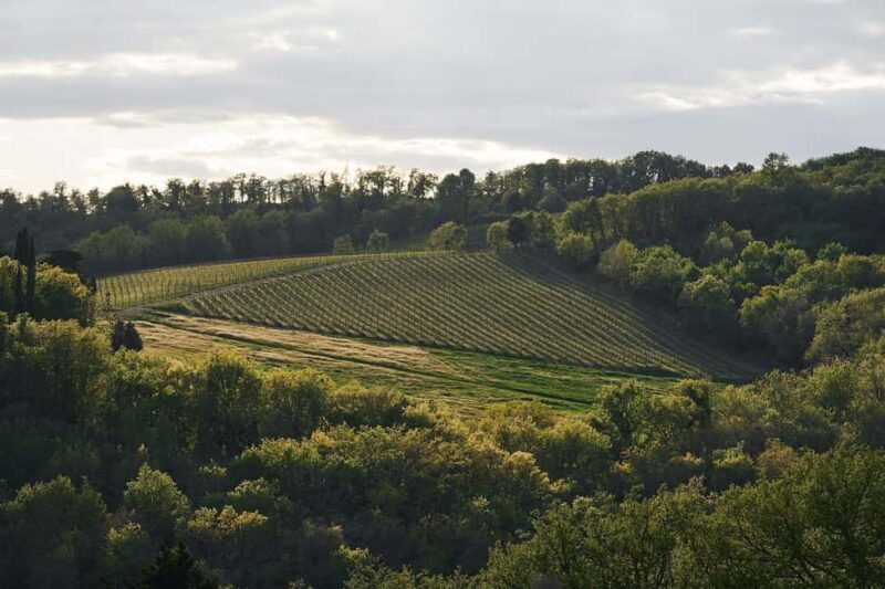 Tuscany: Picnic with Wine and Delicacies in Radda in Chianti - The Sum Up