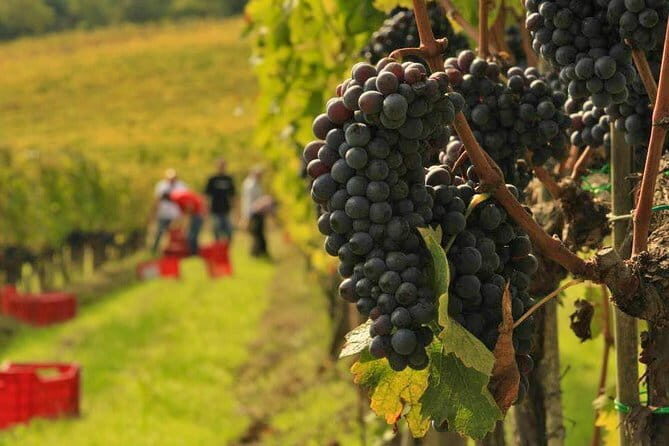 Tuscany Wine Tastings with Panoramic View - Florence to Chianti - Frequently Asked Questions (FAQs)