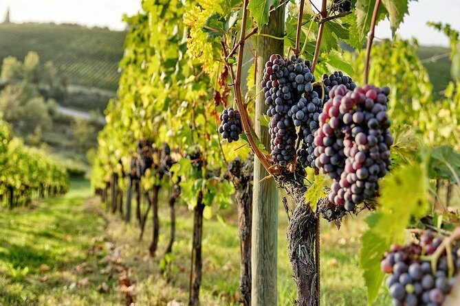 Tuscany Wine Tour from Rome with Private Driver - FAQs