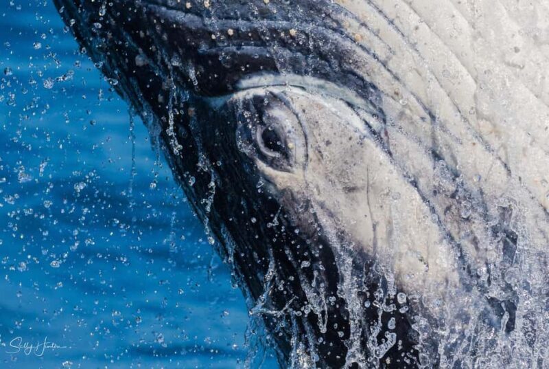 Tweed Heads: Whale Watching Boat Tour - A Closer Look at the Tweed Heads Whale Watching Experience