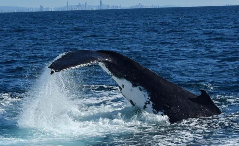 Tweed Heads: Whale Watching Boat Tour - Final Thoughts: Is It Worth It?