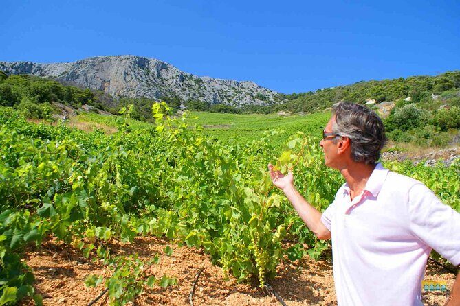 Twice the Wine - Two wineries half day tour, with delicacies - An In-Depth Look at the Tour Itinerary
