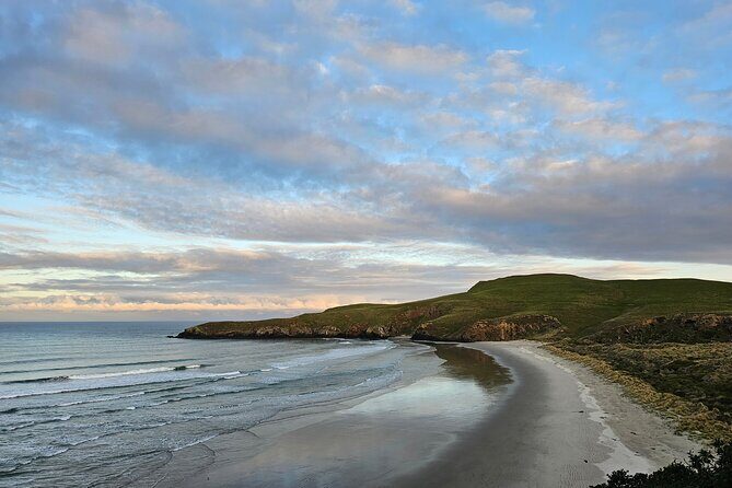 Twilight at the Opera - Twilight at the Opera: A Unique Sunset Wildlife Experience on New Zealand’s Otago Peninsula