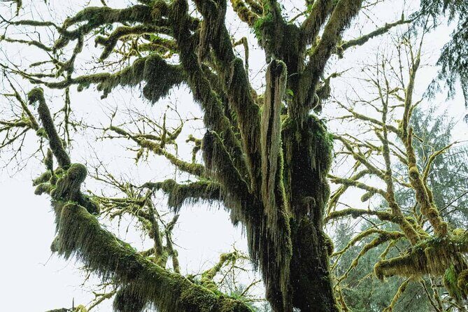 Twilight Forks Washington Tour - An Authentic Look at the Twilight Forks Washington Tour