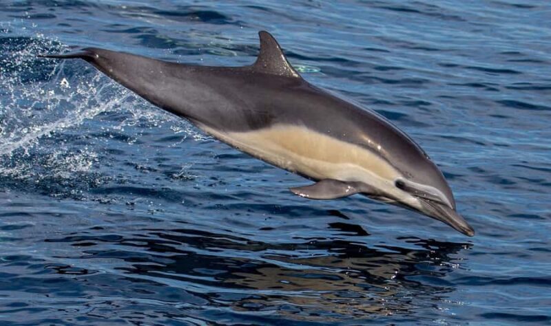 Twilight Tour with San Diego Natural History Museum Whalers - FAQs About the Twilight Whale-Watching Tour