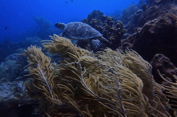 Two and a Half Hours Scuba Diving Experience in Curacao - Final Word