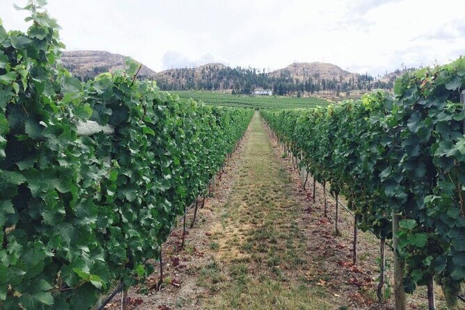 Two Day Private Wine and Bike Tour Vancouver to Kelowna - Summary: Who Will Love This Tour?