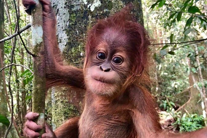 Two days orangutans adventure in Gunung Leuser - Key Points