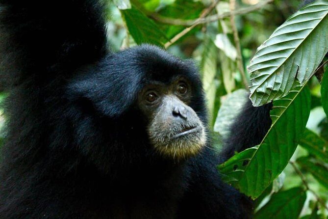 Two days orangutans adventure in Gunung Leuser - The Experience in Detail: What to Expect