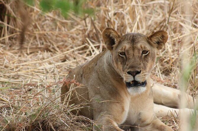 Two Days Safari by Train - An In-Depth Look at the Two-Day Safari by Train