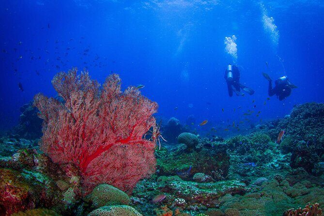 Two fun dives morning trip (Certified Divers only) - Two Fun Dives Morning Trip (Certified Divers Only): A Deep Look