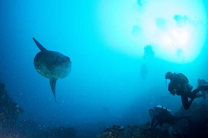 Two fun dives morning trip (Certified Divers only) - An Up-Close Look at What You Can Expect