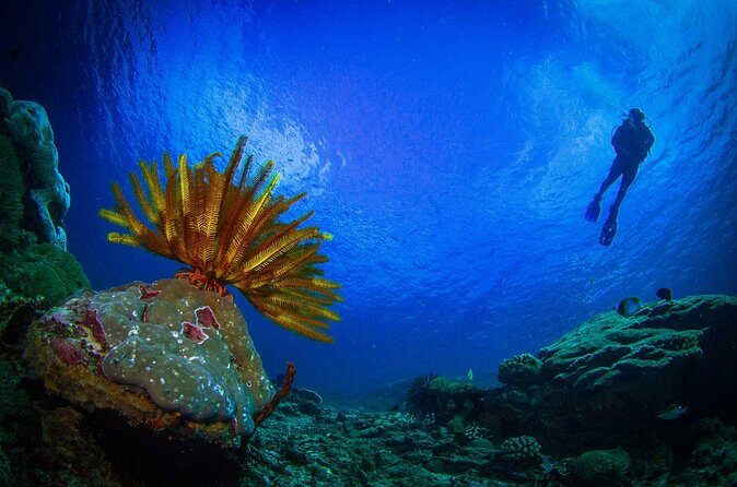 Two fun dives morning trip (Certified Divers only) - Who Will Love This Experience?