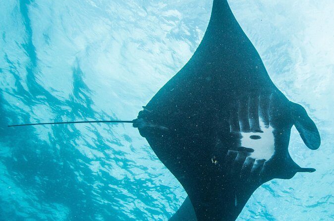 Two fun dives morning trip (Certified Divers only) - Final Thoughts