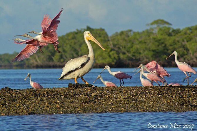 Two-Hour Everglades Dolphin, Manatee and Birding Boat Tour - A Closer Look at the Experience