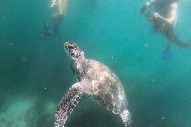 Two Hour Kayak and Snorkel Tour for Two in La Jolla - FAQ