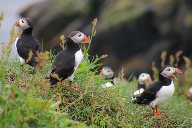 Two-In-One: Whale & Puffin Watching Tours from Reykjavik - Two-In-One: Whale & Puffin Watching Tours from Reykjavik — A Comprehensive Review