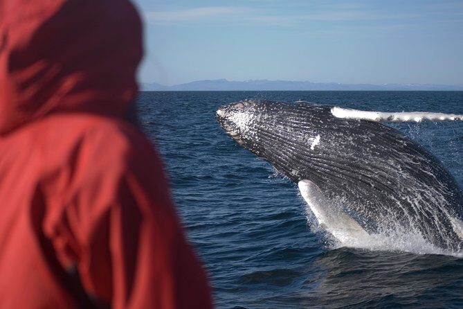 Two-In-One: Whale & Puffin Watching Tours from Reykjavik - Frequently Asked Questions (FAQs)