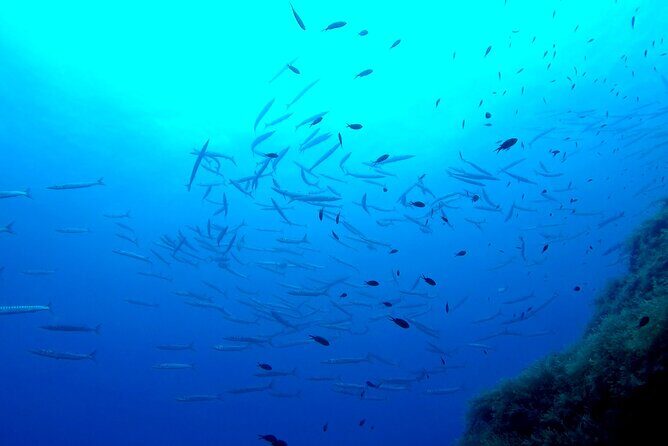Two Morning Dives in Gozo for Certified Diver - FAQ