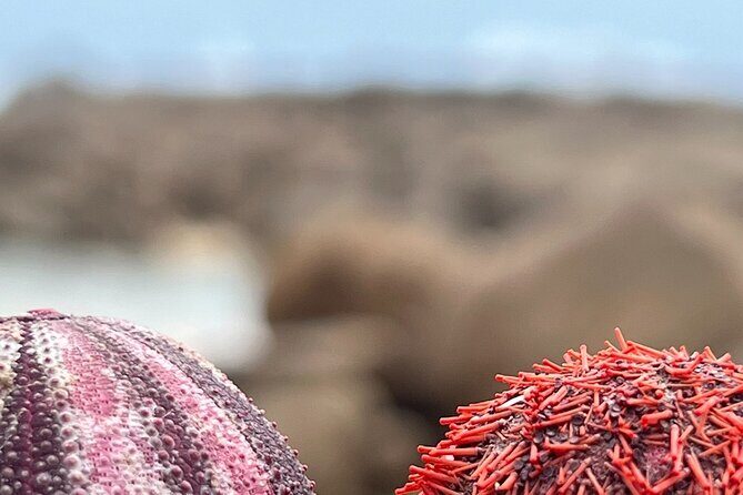Two Oceans Private Tour - Two Oceans Private Tour: An In-Depth Look at Western Australia’s Coastline