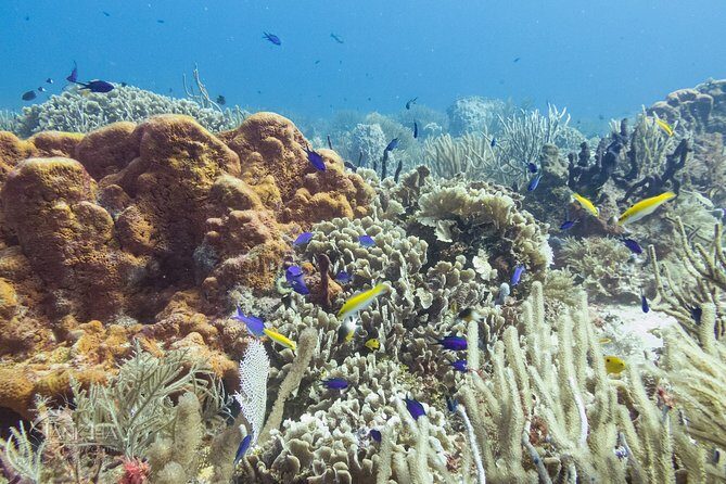 Two reef discovery dives with professional instructor (no experience necessary) - Frequently Asked Questions