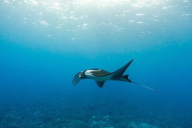 Two Stop Snorkel Adventure from Maui - Detailed Review: What to Expect from This Maui Snorkeling Tour