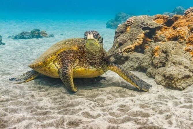 Two Stop Snorkel Adventure from Maui - FAQ