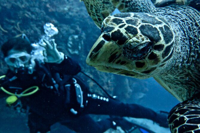 Two Tank Certified Cozumel Scuba Adventure - Detailed Review of the Two Tank Certified Cozumel Scuba Adventure