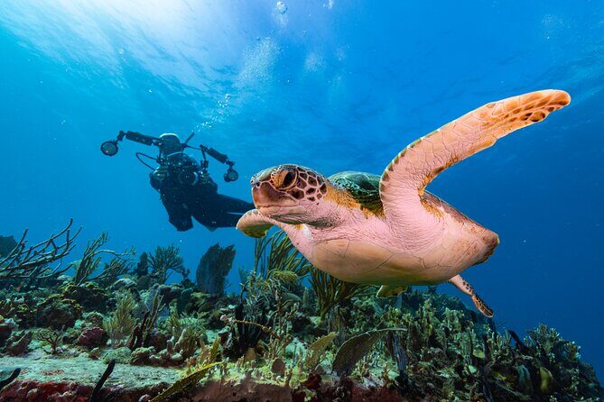 Two-Tank Morning Dive Trip for Certified Divers - Why Choose Low Key Watersports?