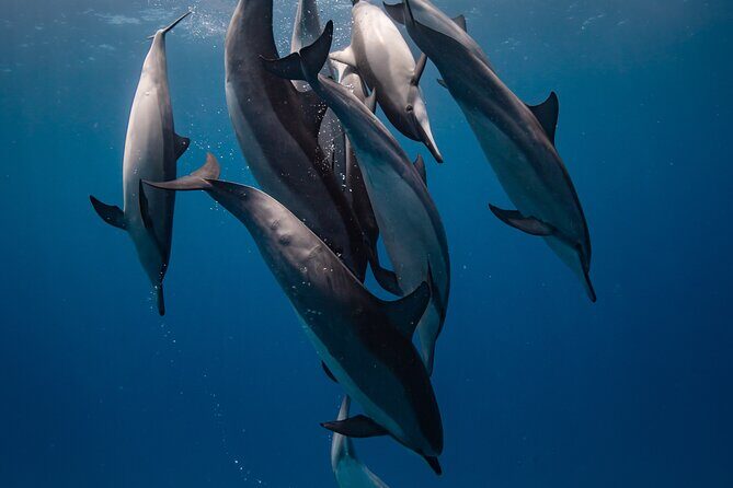 Two Tank Morning Reef Dive and Snorkel - Two Tank Morning Reef Dive and Snorkel: An Authentic Kona Ocean Experience