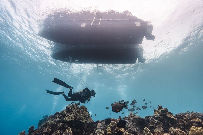 Two Tank Morning Reef Dive and Snorkel - Key Points