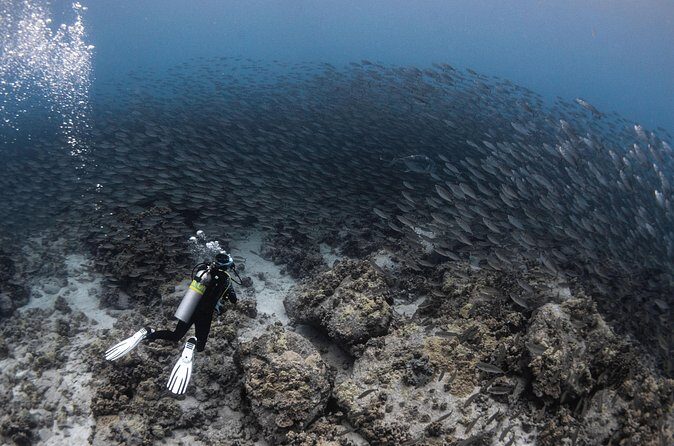 Two Tank Morning Reef Dive and Snorkel - Detailed Breakdown of the Itinerary