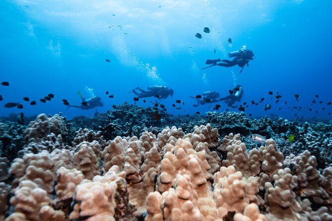 Two Tank Morning Reef Dive and Snorkel - Authentic Encounters and Tips for Travelers