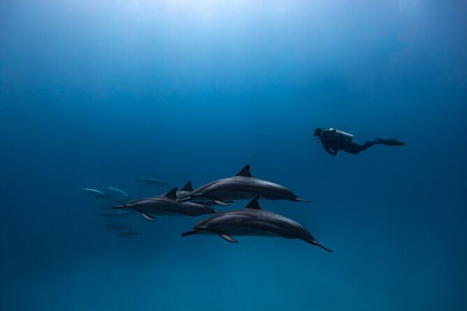 Two Tank Morning Reef Dive and Snorkel - The Sum Up