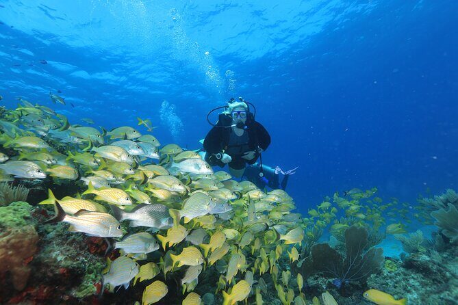 Two Tanks Scuba Diving for Beginners in Cancun - Who Should Book This Experience?