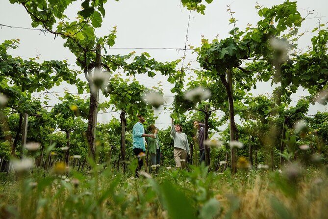 TXAKOLI vineyards HIKE, ZUMAIA and GETARIA - Private Outdoor & Gastronomic Tour - FAQs