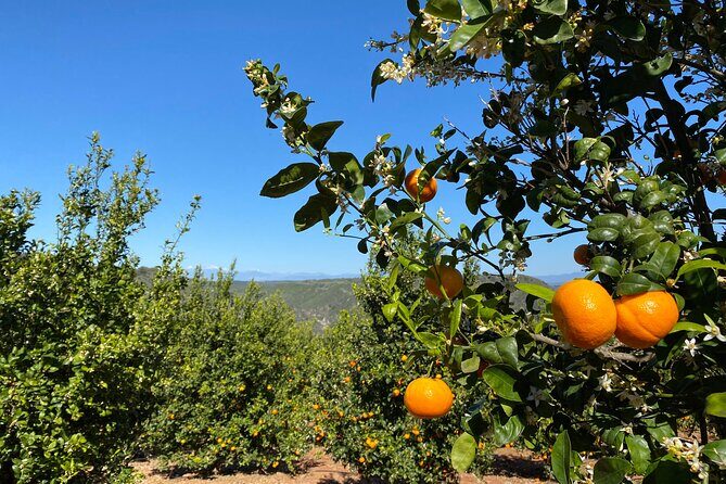 U-Pick - Tangerine and Lemon Picking at Sunmist Tangerine Farm - Final Thoughts