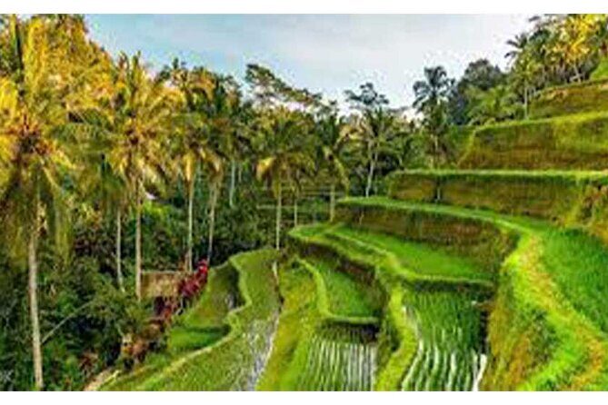 Ubud ATV Quad Bike, Monkey Forest and Rice Terrace - The Sum Up