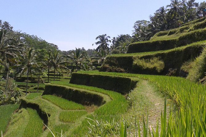 Ubud Cultural Day Tour: A Day for Balinese Cultural Experience - The Sum Up