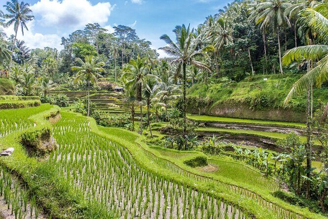 Ubud Culture Fullday Tour - Key Points