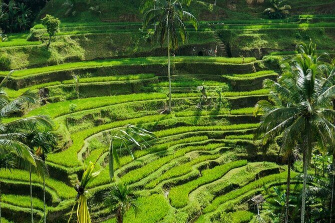 Ubud Culture Fullday Tour - A Deep Dive into the Ubud Culture Fullday Tour