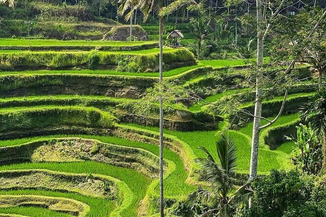 Ubud Day Tour : Waterfall, Temple and Local Night Market Tour - Exploring Bali’s Hidden Treasures: A Dive into the Ubud Day Tour