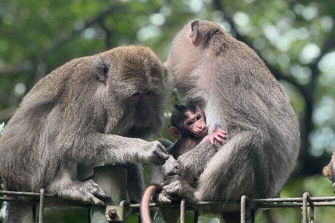 Ubud Day Tour with Private Car & Local Driver - Exploring the Itinerary in Detail
