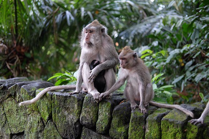 Ubud Experience ; Swing, Waterfalls, Art Market, Rice Terrace - Detailed Review of the Ubud Experience Tour