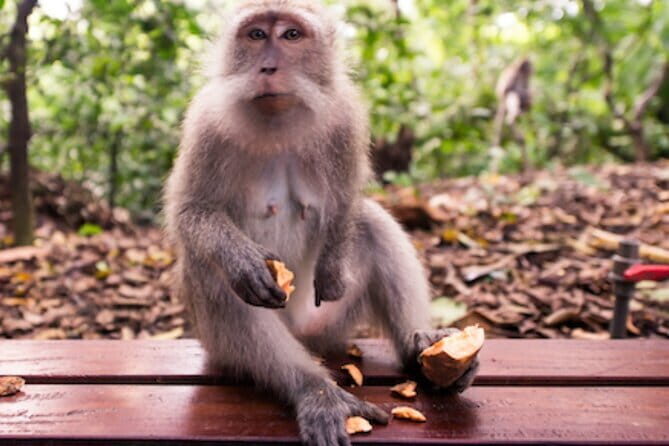 Ubud Full Day Private Tour with All Inclusive - Exploring Bali’s Heart: The Ubud Full Day Private Tour with All-Inclusive