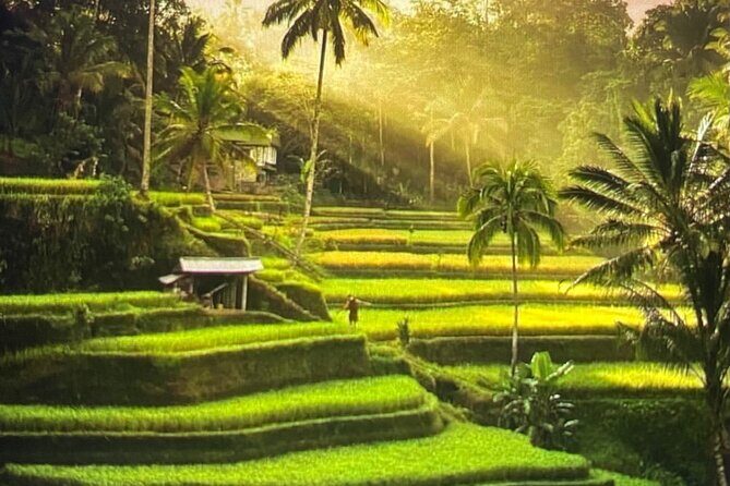 Ubud Highlight Rice Terrace,Waterfall,Temple and Art village - An In-Depth Look at the Ubud Highlight Tour