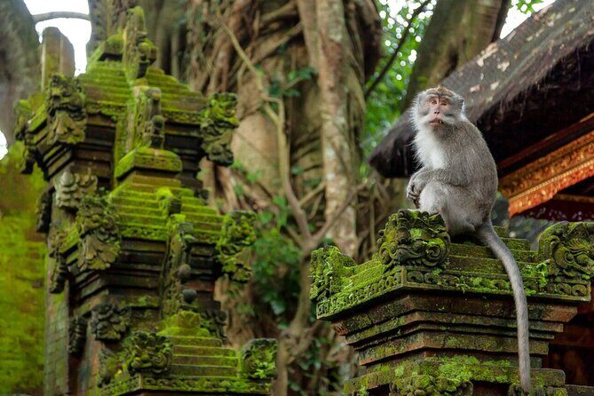 Ubud Highlights Rice Terraces, Temple, Waterfall & Monkeys forest - Practical Considerations